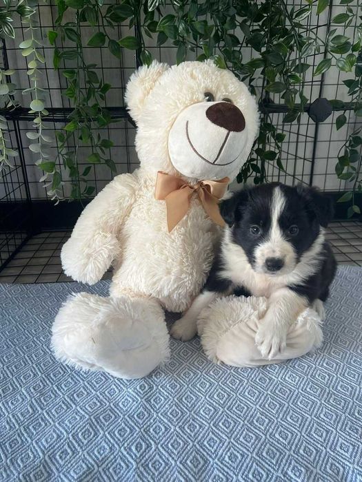 Border Collie - piesek
