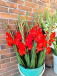 Mieczyki gladiole kwiaty cięte