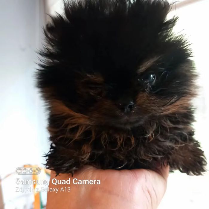 Mini szpic miniaturowy pomeranian