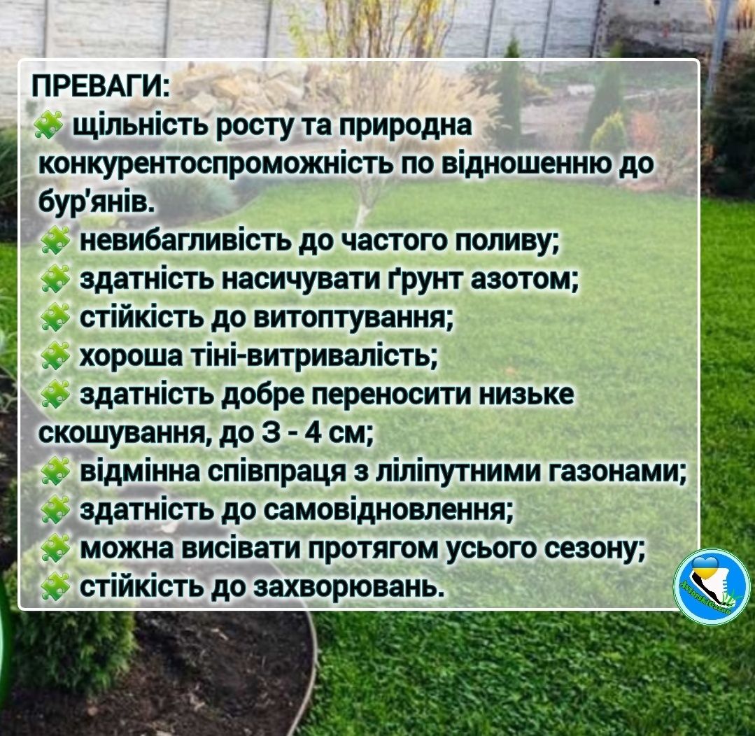 Мікро конюшина Рівендел/ Піполіна та інш. Чи є в неї недоліки? Газон