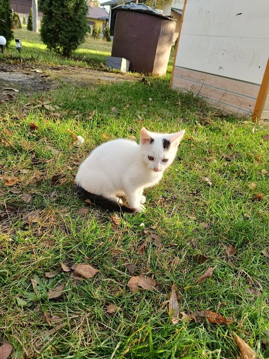 Kocurek szuka nowego domu