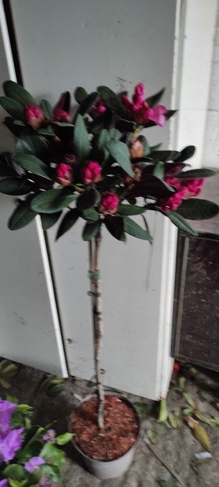 Jałowiec formowany 200cm.  Bonsai