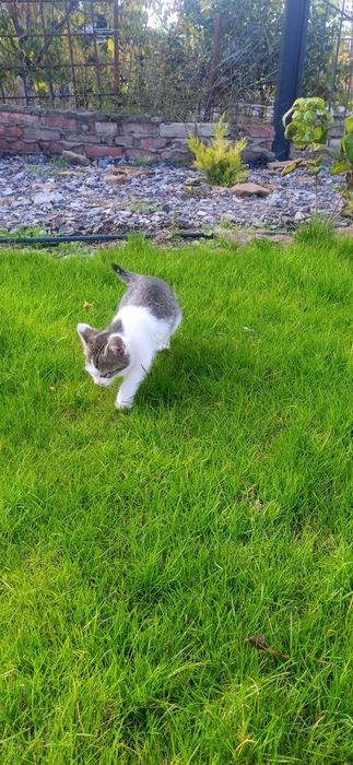 Котята. Три мальчика и одна девочка.