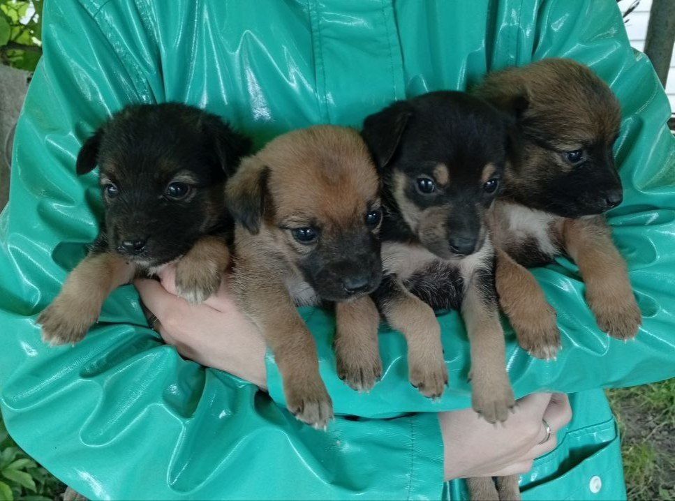 Віддам цуценя у добрі руки безкоштовно