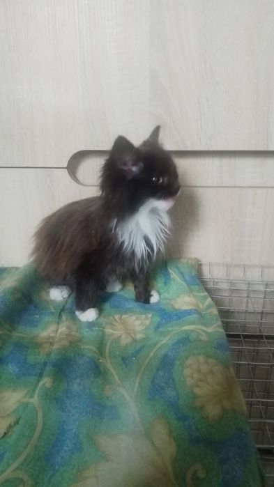 Пушистый котенок в поисках семьи.