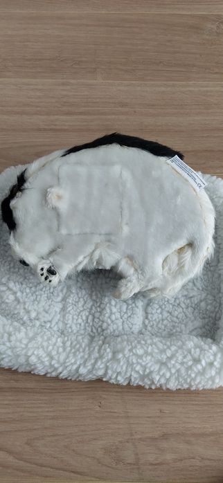Gato preto e branco