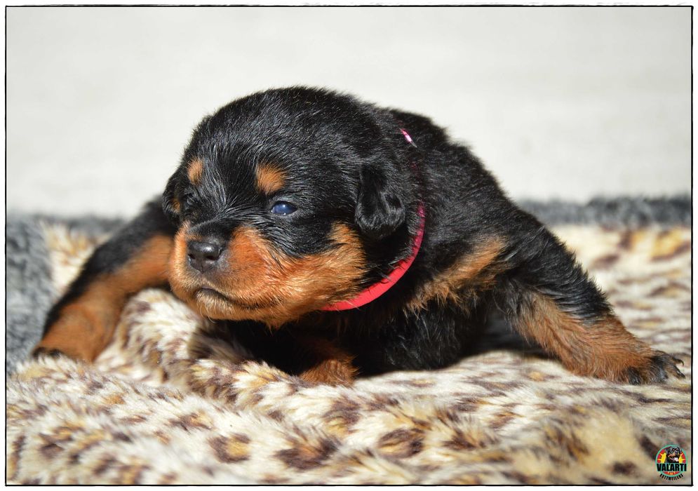 Rottweiler ZKwP/FCI - Samiec - Rezerwacja