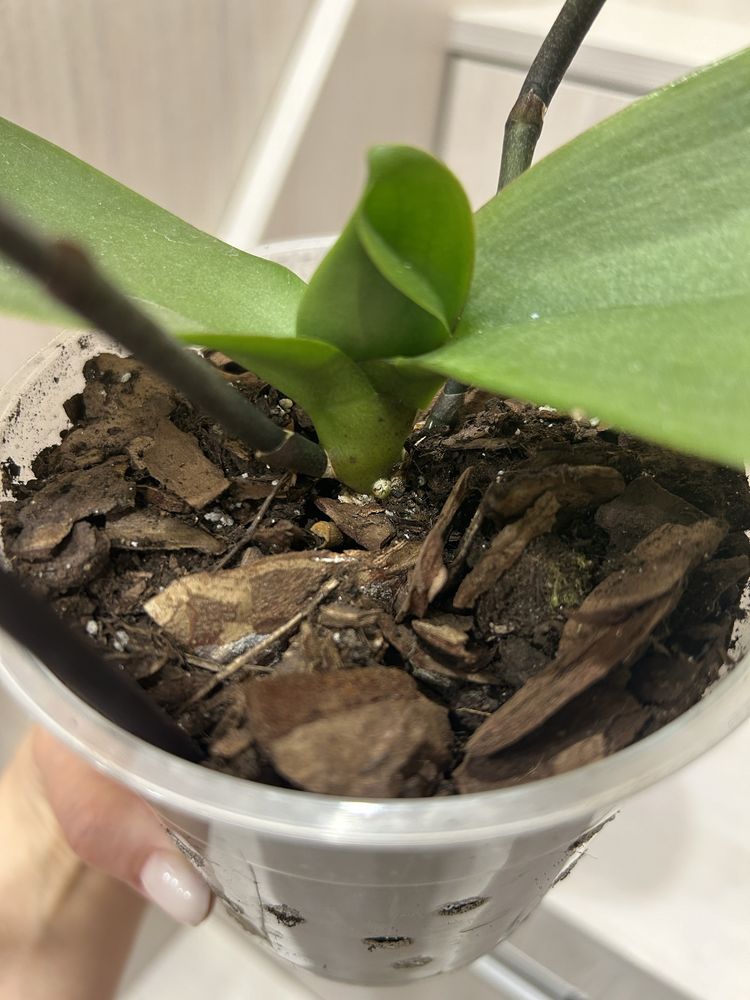 Орхідея phalaenopsis