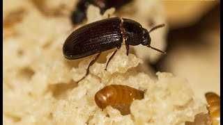 Жук знахар і личинки жука знахаря.