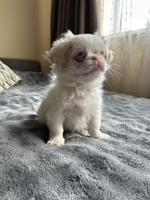 Цуценята пікінеси