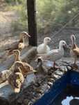 Patos ornamentais raça Mandarim