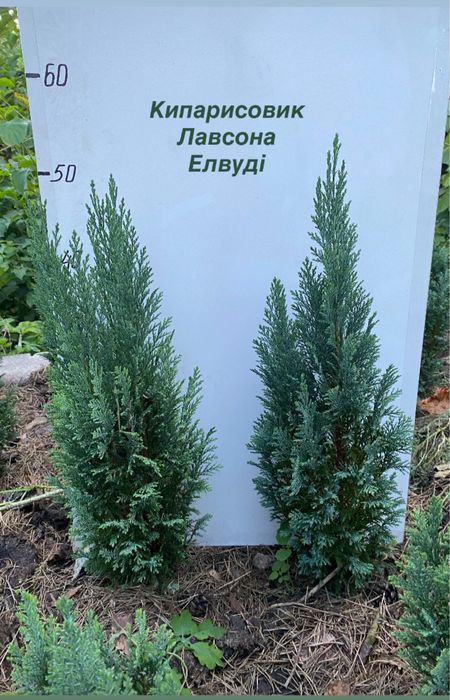 Кипарисовики Лавсона Елвуді і горохоплідний Булевард