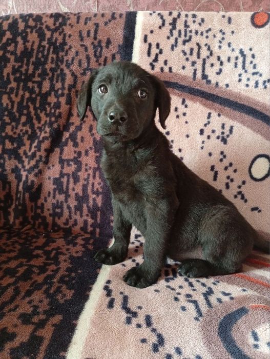 Продам щенків лабрадора)