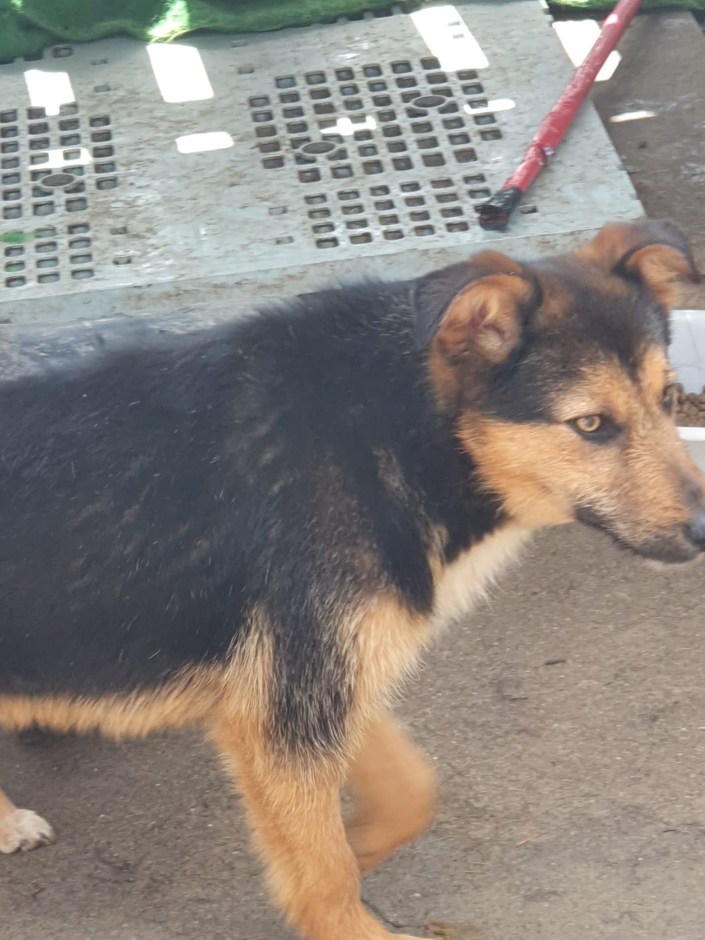 Alfredo- cachorro de porte pequeno para adoção