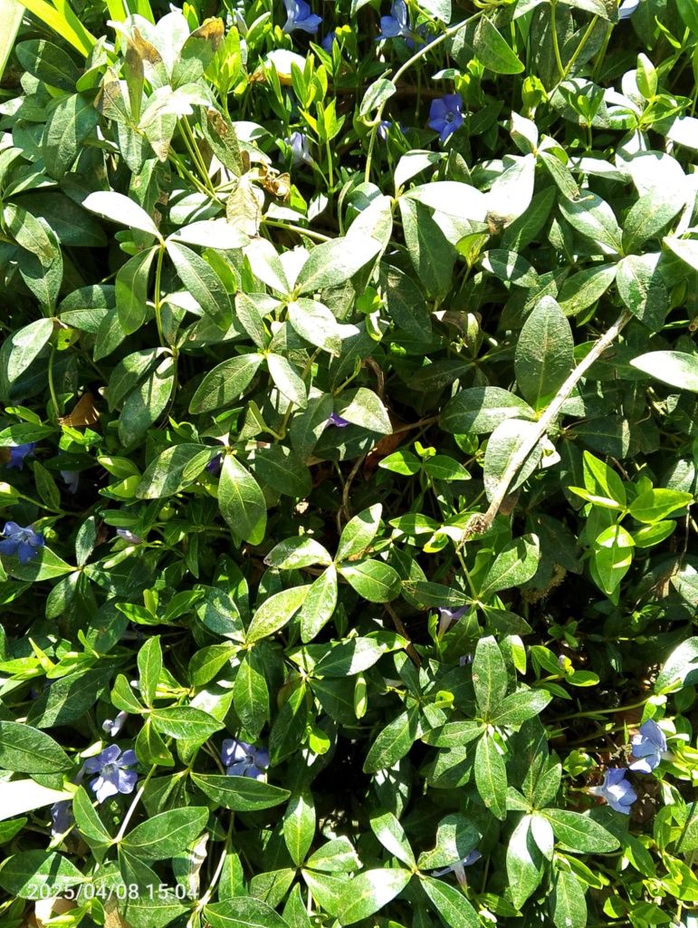 Barwinek pospolity vinca minor