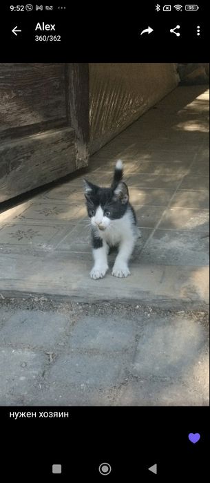 Маленьке кошеня терміново шукає дім