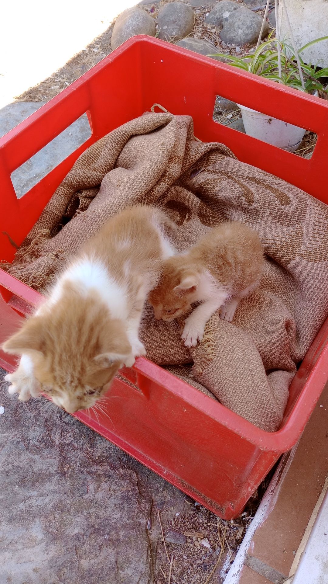 Gatinhos para adoção