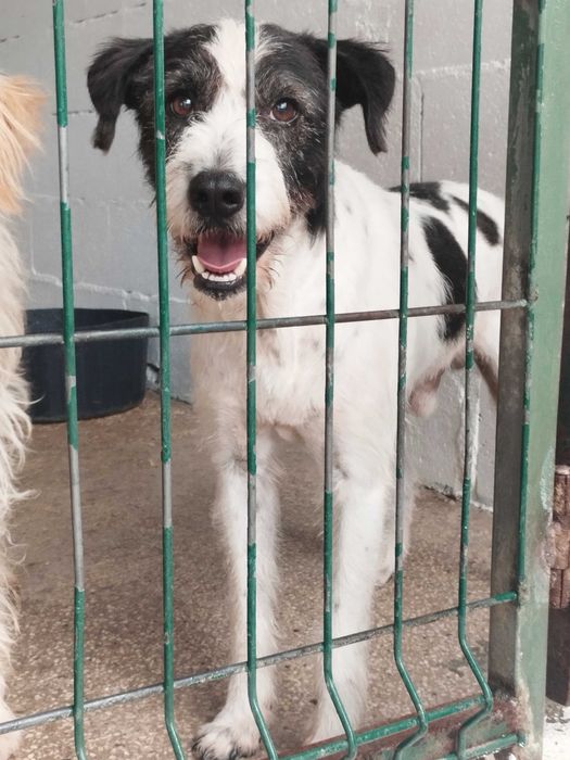 MARLEY (Macho, adulto) Para Adoção