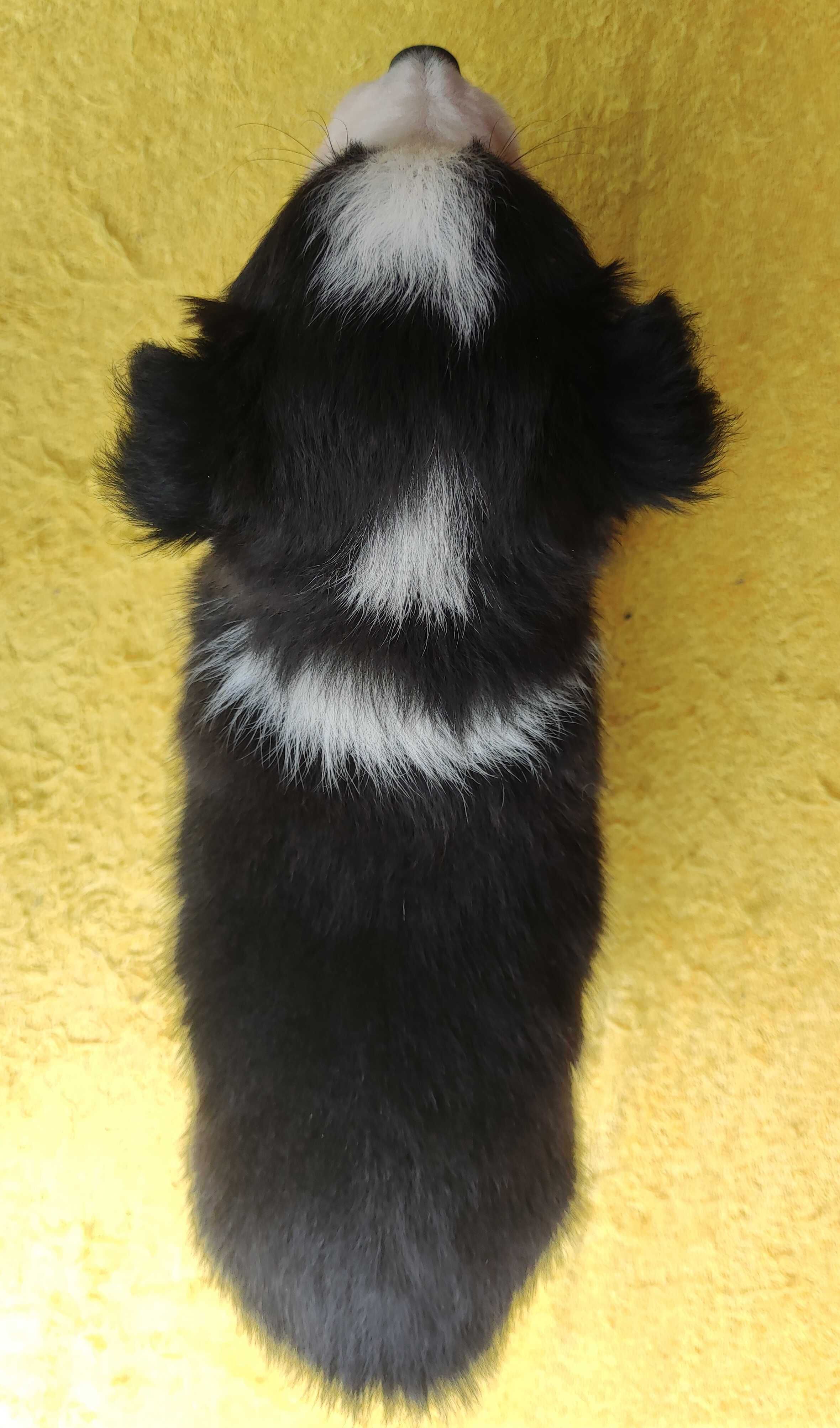 Szczeniak BORDER COLLIE z Hodowli - Rasowa suczka z pełną dok.