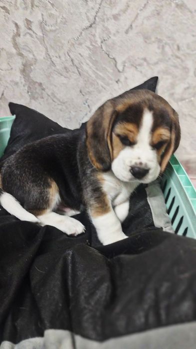 Продам цуценят бігля