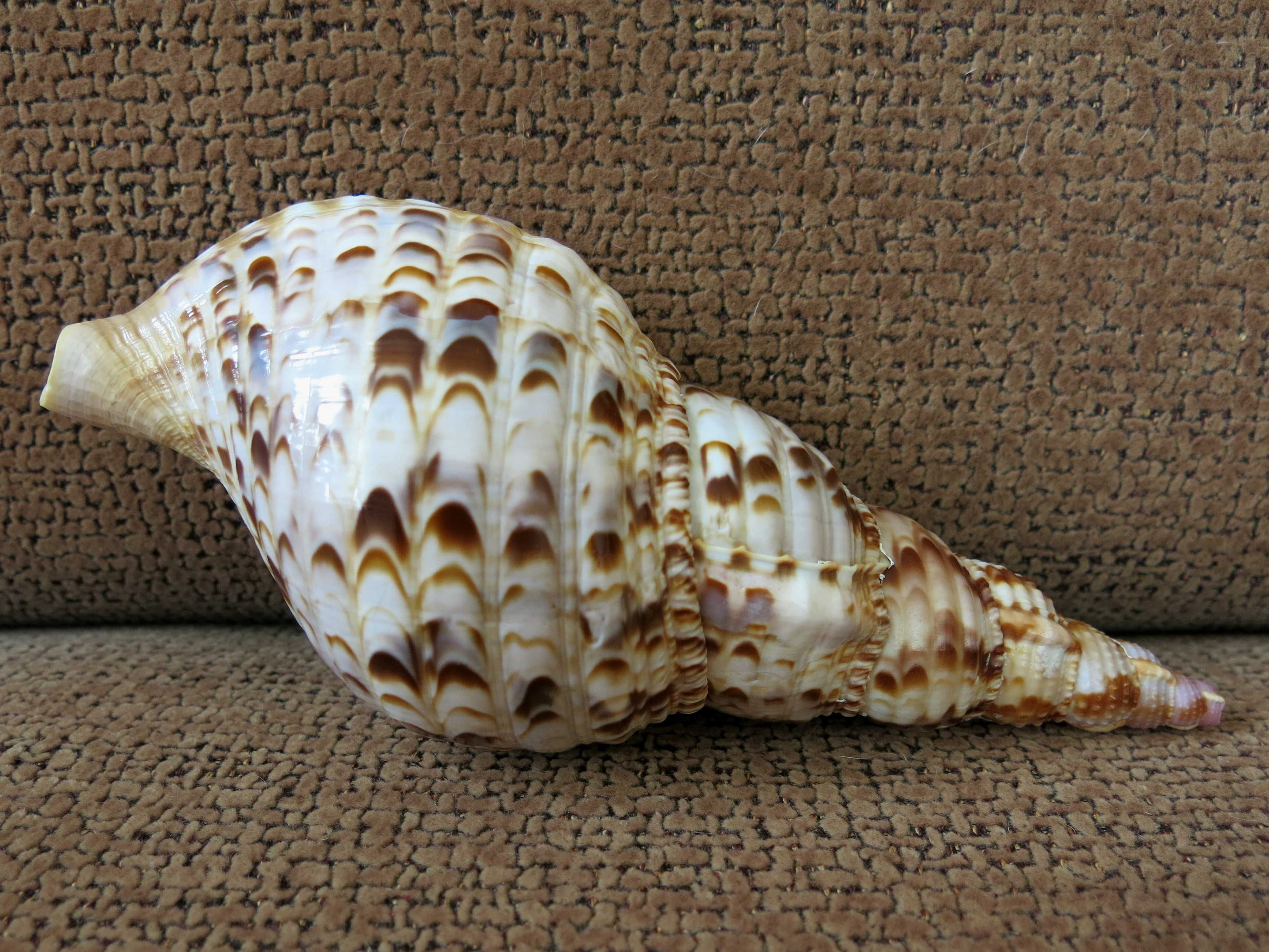 Trąba Trytona, Charonia tritonis, muszla morska 20,7 cm