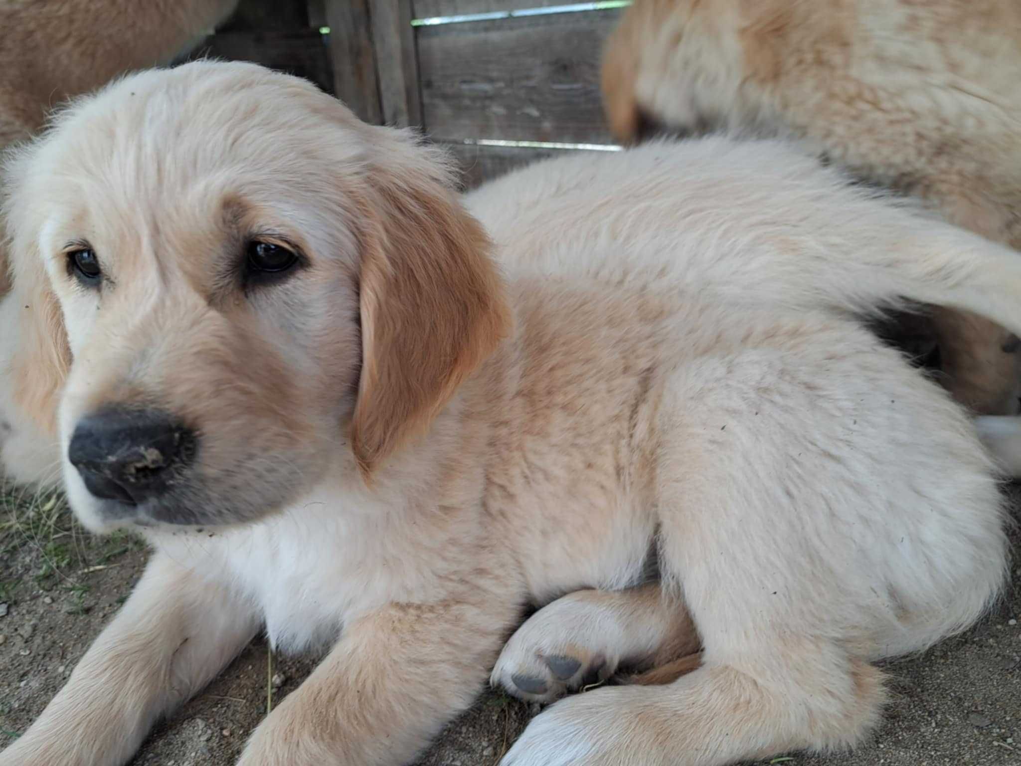 Golden retriever szczeniak