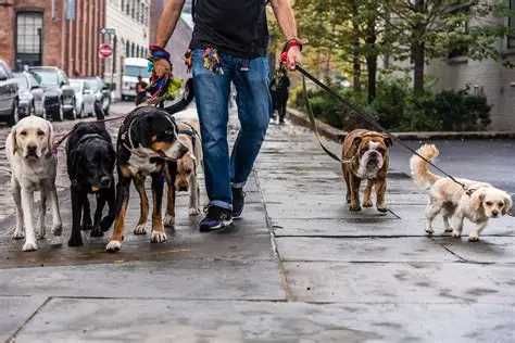 dog walker (passeador de cães)
