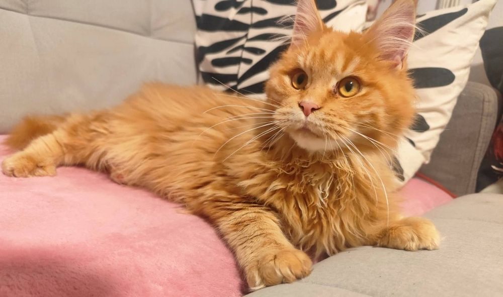 Aslan Kocie Urwisy*PL  Rudy Kocurek Maine Coon