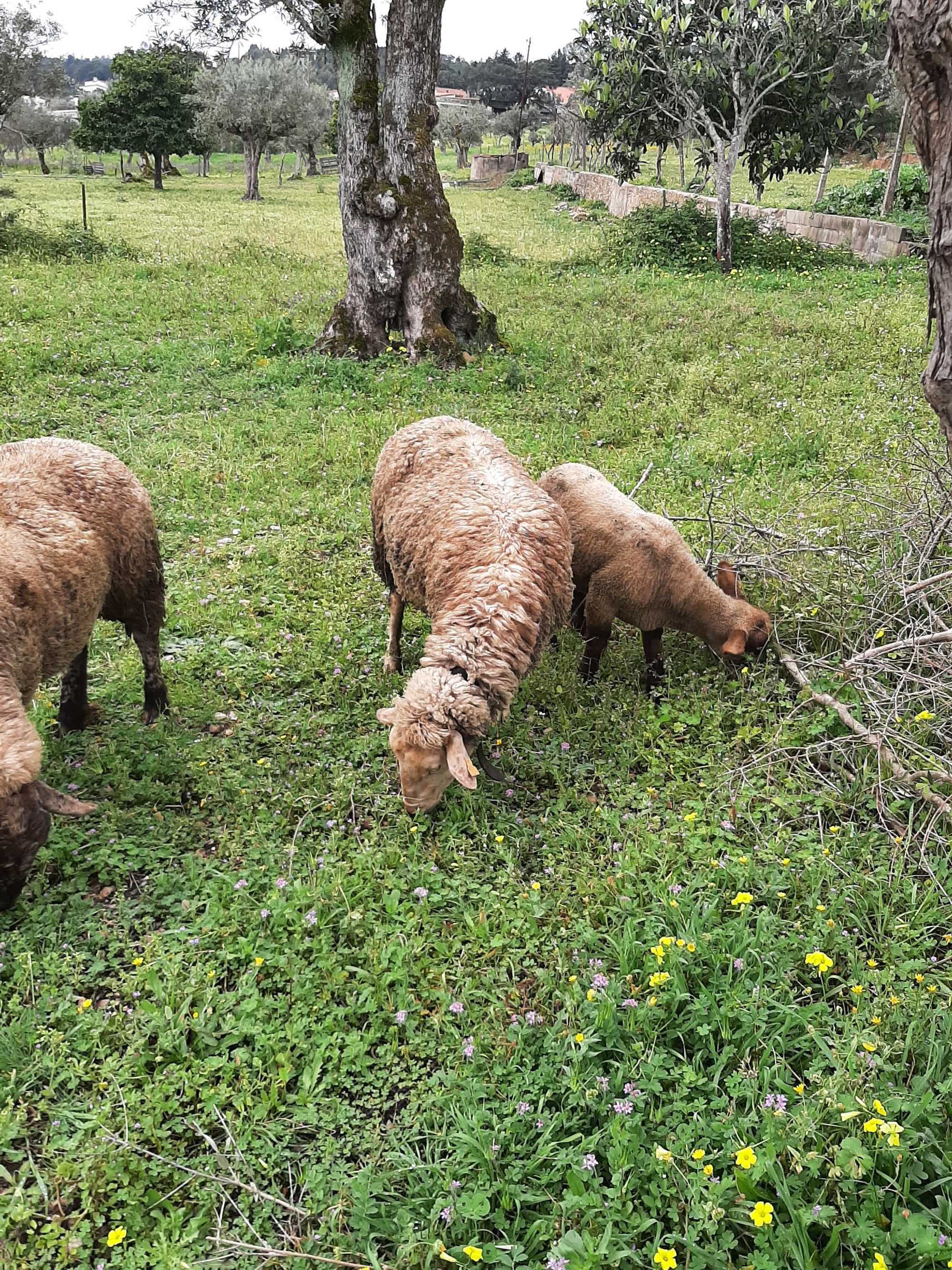 Ovelhas de raça merino