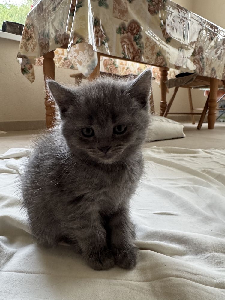 Кошенята Британці