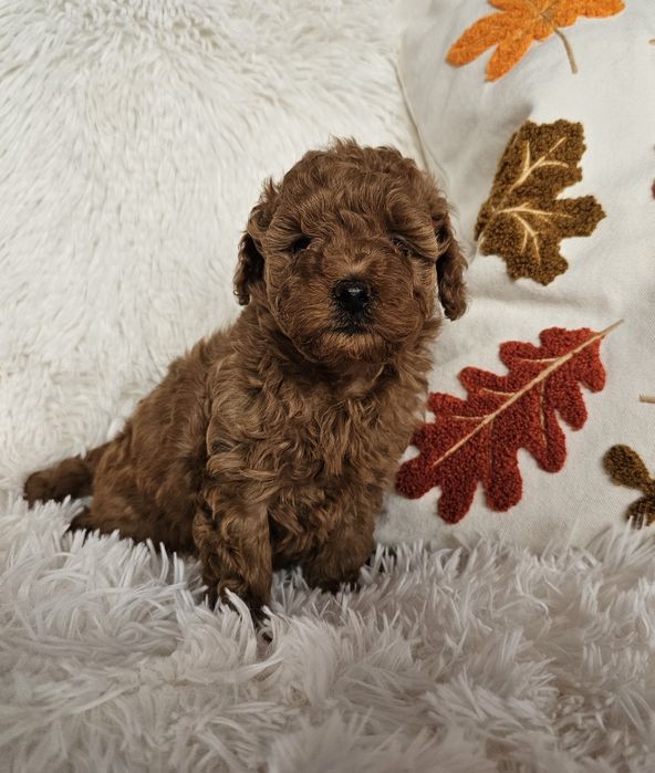 Sunia Pudel Miniaturowy maści Płowej