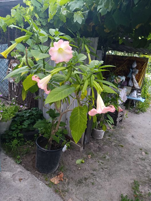 Квітка Бругмансія