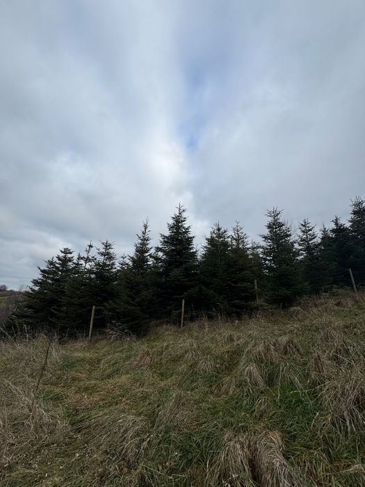 Choinki jodła kaukaska