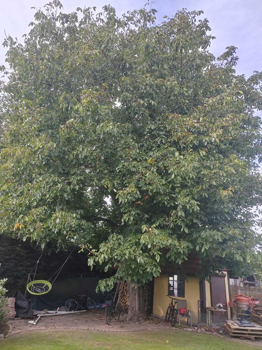 Drzewo orzech włoski bardzo duży