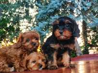 Rodowodowy Piesek Cavapoo  • GOTOWE DO ODBIORU •