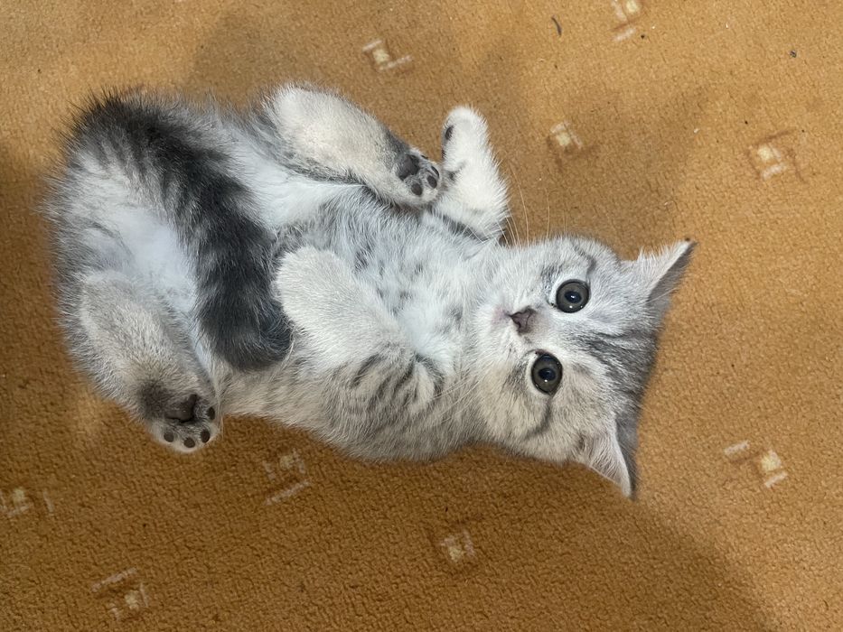 Кошенята 2 місяці