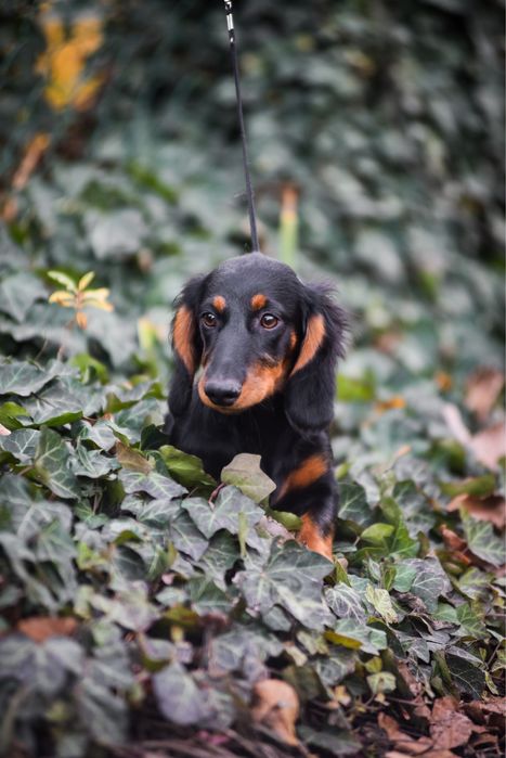 Довгошеостна дитина з родовідом
