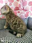 Gato de Bengala, super fofuras