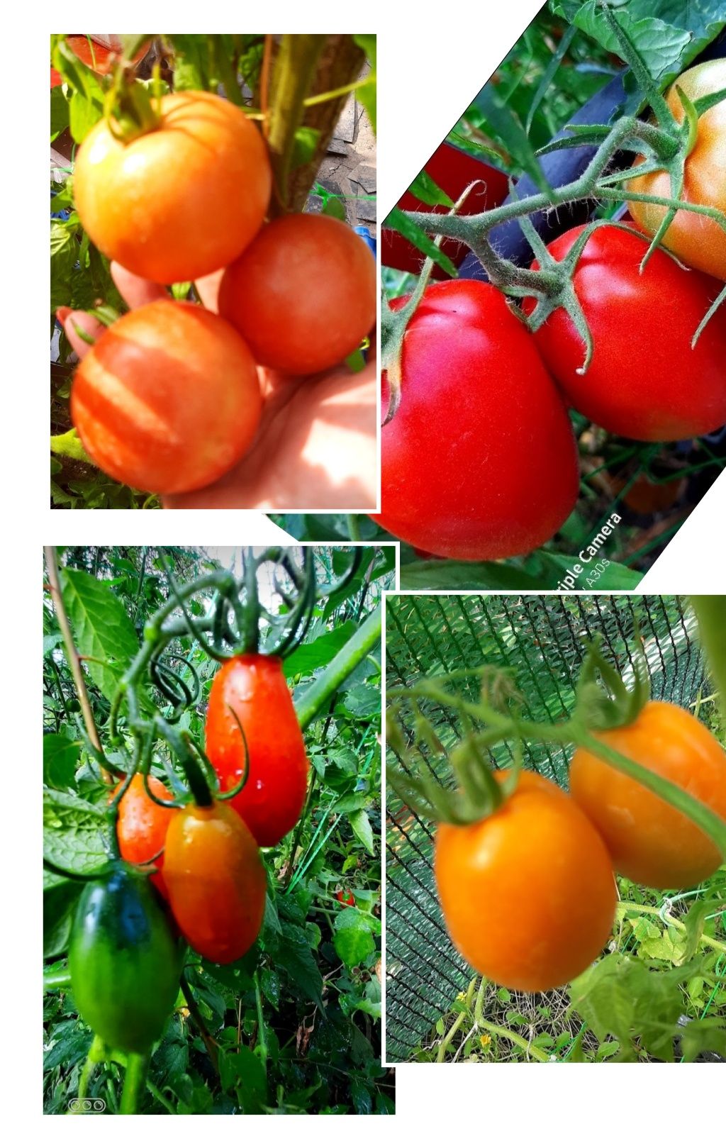 Рассада эксклюзивных, сортовых томатов