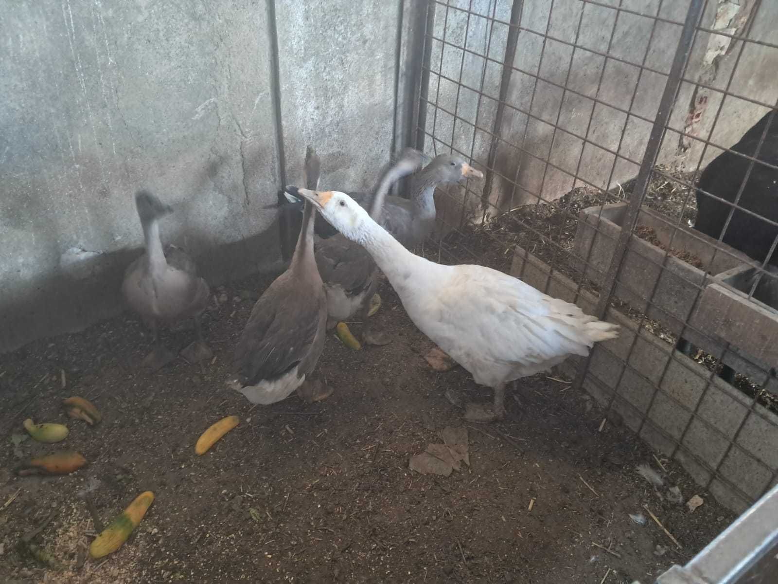 Gansos para venda