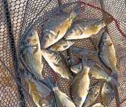 Karp 15-20cm Dostępny Lin, Amur, Tołpyga