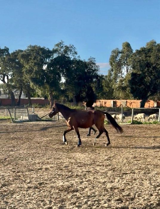 Cavalo cruzado 6 anos Muito meigo (BAIXA DE PREÇO) 1500€