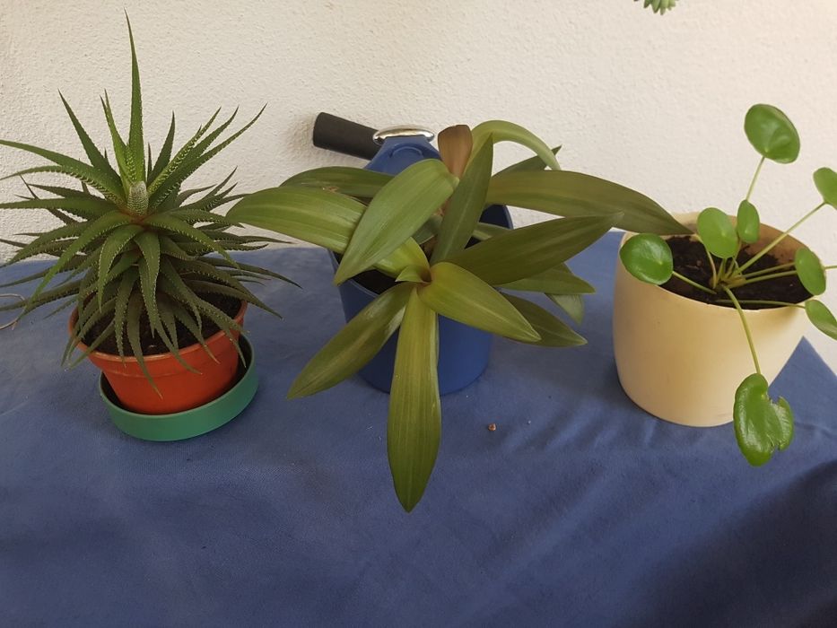 Plantas em vaso, algumas são suculentas