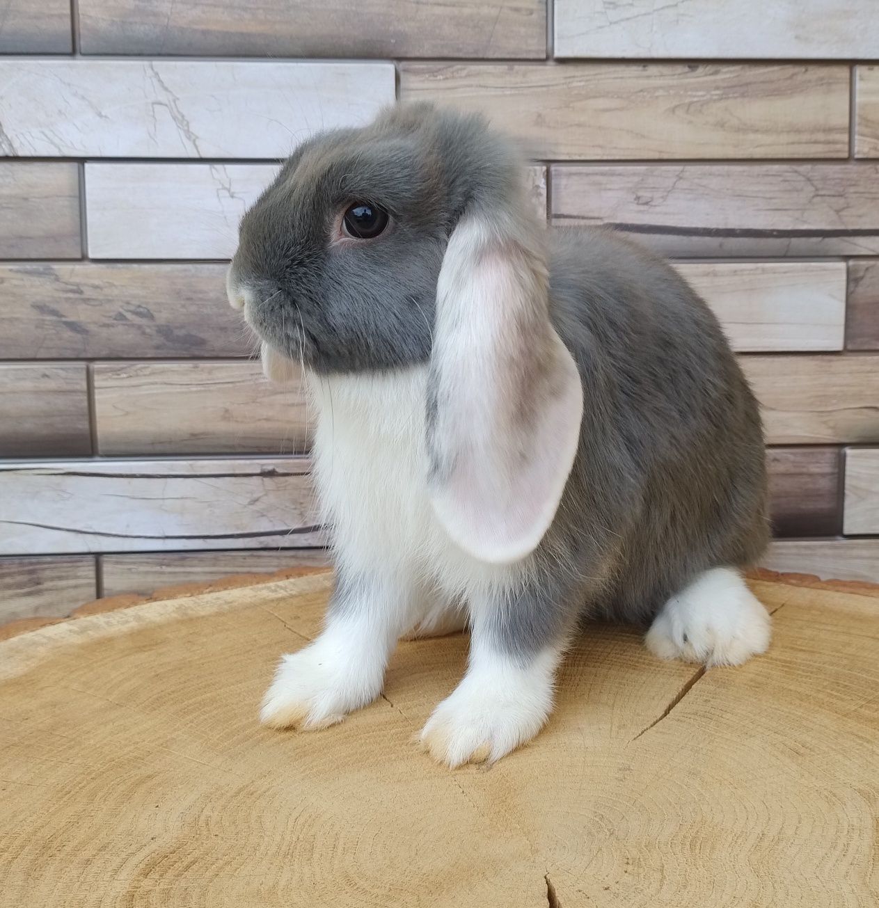 Mini lop wolne króliczki baranki