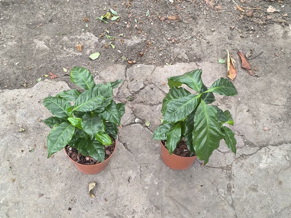 Кофейное дерево Арабика