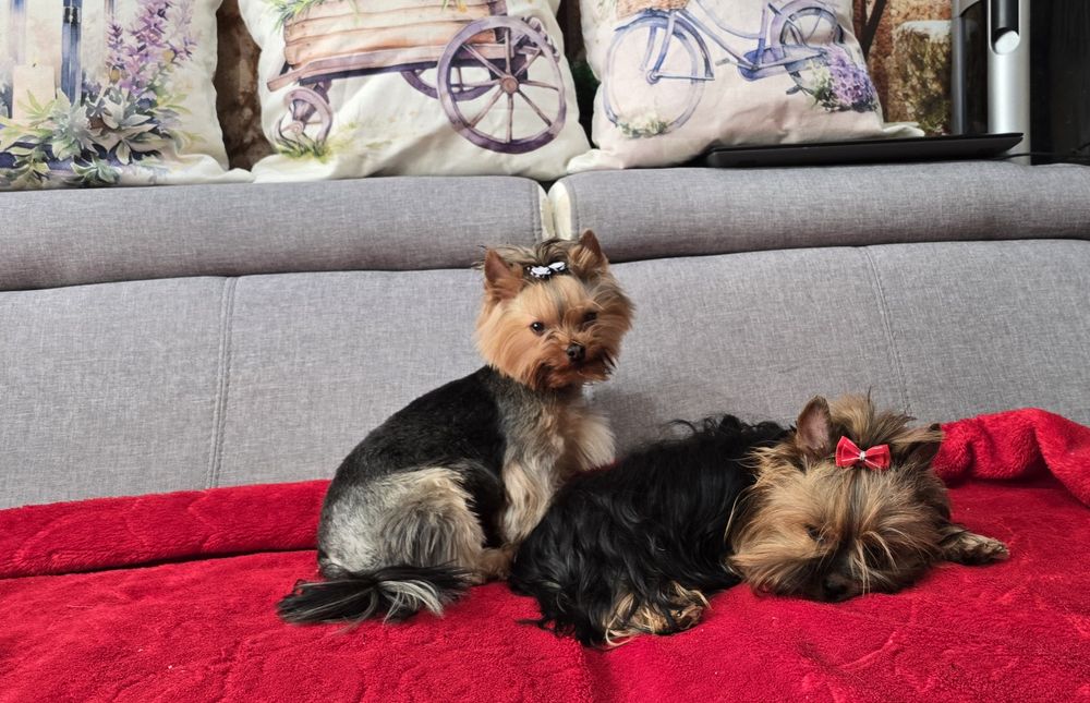 York, Yorkshire terrier szczenięta