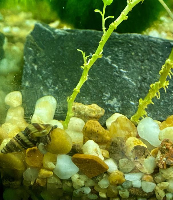 Равлики улідки акваріумні хелена теломіланія кролик  теодоксус