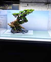 Drzewo bonsai do akwarium