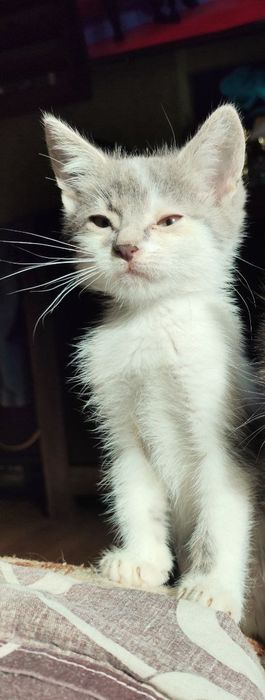 Кошеня шукають родину.