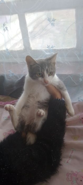 Віддам Безкоштовно Котів В добрі руки